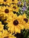 Bee on yellow cone flowers Royalty Free Stock Photo