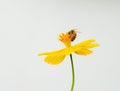 Bee on yellow Cosmos flower