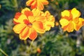 Bee on yellow cosmos flower collecting sugary juice from flower Royalty Free Stock Photo