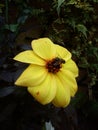 Bee on a Yellow Dahlia Flower Royalty Free Stock Photo