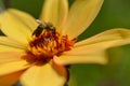 Bee on a yellow dahlia flower close up Royalty Free Stock Photo