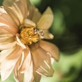 Bee on yellow dahlia in the garden Royalty Free Stock Photo