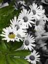 Bee collecting nectar on white Shasta daisy flower Royalty Free Stock Photo