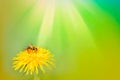A bee on yellow daisy flower, macro. Green summer or spring background, space for text Royalty Free Stock Photo