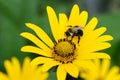 Bee on yellow daisy shallow DOF Royalty Free Stock Photo
