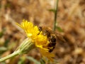 bee on a yellow dandelion Royalty Free Stock Photo