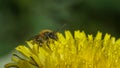 bee on yellow dandelion flower