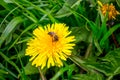 Bee on yellow dandelion flower. The bee pollinates flowers_
