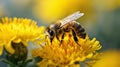 Bee on yellow dandelion flower. Macro photo of bee on dandelion flower. Generative AI Royalty Free Stock Photo