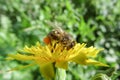 Bee on yellow dandelion flower. Macro photography Royalty Free Stock Photo