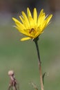 Bee on yellow dandelion flower Royalty Free Stock Photo