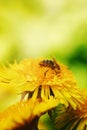 Bee on yellow dandelion macro photo Royalty Free Stock Photo