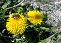 Bee on a yellow dandelion in a summer or spring sunny day Royalty Free Stock Photo