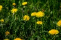 Bee on yellow dandelions in green meadow Royalty Free Stock Photo
