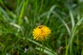 A bee on yellow dandelions in nature Royalty Free Stock Photo