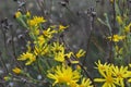 Bee on yellow field camomiles, Royalty Free Stock Photo