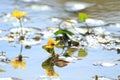 Bee on yellow floating heart; beautiful marsh flowers Royalty Free Stock Photo