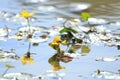 Bee on yellow floating heart; beautiful marsh flowers