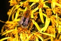 Bee on yellow flover Royalty Free Stock Photo