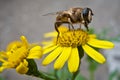 Bee on yellow flower Royalty Free Stock Photo