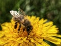 Bee yellow flower Royalty Free Stock Photo