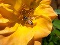 Bee collecting pollen Royalty Free Stock Photo