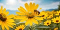 Bee on yellow flower with blue sky background, Sunflower field Royalty Free Stock Photo