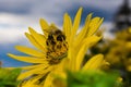 Bee on Yellow Flower Royalty Free Stock Photo