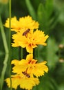 Bee on yellow flower Royalty Free Stock Photo