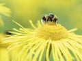 Bee on yellow flower close up