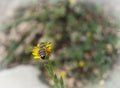 bee on yellow flower colect and enjoy the nectar . Royalty Free Stock Photo