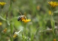 Bee on yellow flower colect and enjoy the nectar