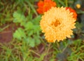 Yellow flower with blur background