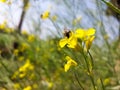 Bee on yellow flower for contacting honey