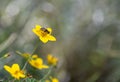 Bee on a yellow flower in the garden at the park Royalty Free Stock Photo