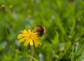 Bee on yellow flower