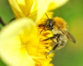 Hardworking bee harvesting nectar.