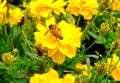 Bee on yellow flower