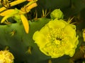 Bee on the yellow flower