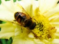 In the summer garden. wasp collects nectar on a yellow flower garden. Royalty Free Stock Photo