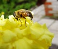 In the summer garden. wasp collects nectar on a yellow flower garden.