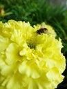 In the summer garden. wasp collects nectar on a yellow flower garden.