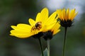 A bee on a yellow flower, macro Royalty Free Stock Photo