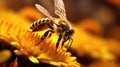 Bee on the yellow flower in the meadow, morning routing of a honey bee, collecting nectar from flowers, Generative AI Royalty Free Stock Photo