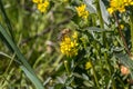 Bee on a yellow flower in the middle of the wildflower meadow Royalty Free Stock Photo