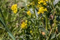 Bee on a yellow flower in the middle of the wildflower meadow Royalty Free Stock Photo