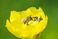 Bee on yellow flower of opuntia cactus Royalty Free Stock Photo