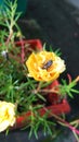 Bee on yellow Flower photosyntesis