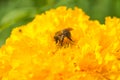 Bee on a yellow flower Royalty Free Stock Photo