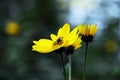 A bee on a yellow flower in spring. Royalty Free Stock Photo